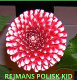 REJMANS POLISK KID