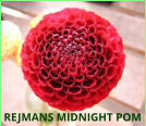 REJMANS MIDNIGHT POM