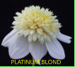 PLATINUM BLOND