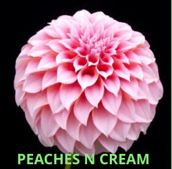 PEACHES N CREAM